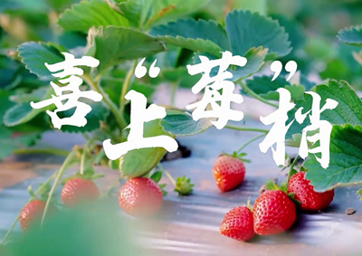 中國(guó)電信的信息技術(shù)正成為草莓種植戶拓展銷售、傳播口碑的新農(nóng)具_(dá)400.jpg
